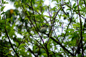 The srikaya fruit that still hangs on the tree