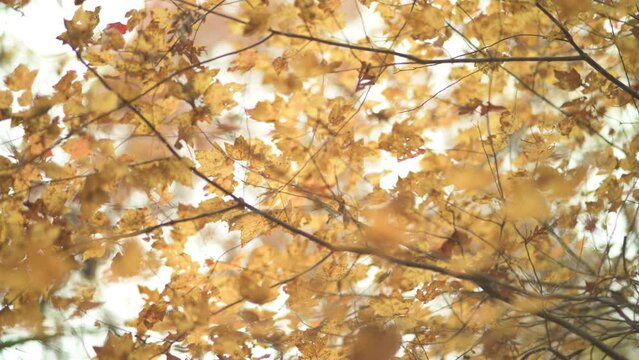 Yellow oak tree leaf on a soft and somber autumn Arkansas forest filled with colorful leaves 