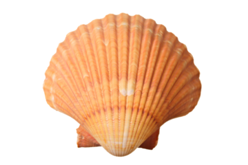 Sea shell