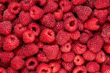 Juicy raspberries close-up. Background from raspberries.Texture of raspberry macro photo. Healthy organic food. Raspberry harvest