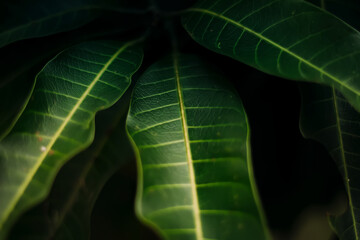 Mango leaves, Green plants. Leaves, details - Stock photo
