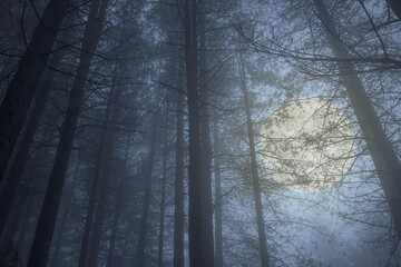 Fototapeta na wymiar Foggy full noon night in the deep woods