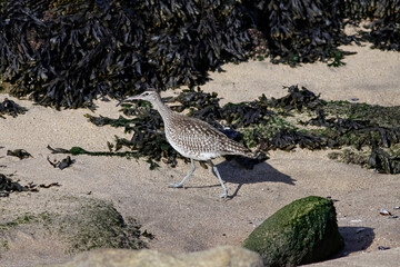 Curlew looking for food