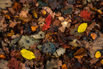wallpaper or background autumn leaves on the ground fall