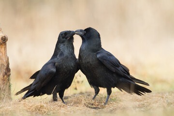 Fototapeta premium A beautiful raven (Corvus corax) walking among meadow North Poland Europe