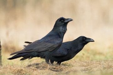 Obraz premium A beautiful raven (Corvus corax) walking among meadow North Poland Europe