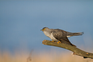 Cuckoo, Cuculus canorus, single bird - male on green background