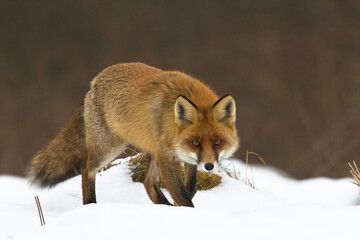 Fox (Vulpes vulpes) in autumn scenery, Poland Europe, animal walking among winter meadow snow
