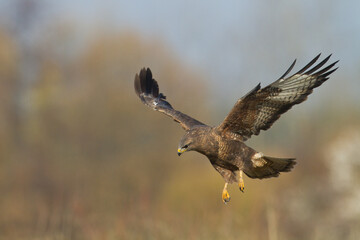 Common buzzard Buteo buteo in the fields in, buzzards in natural habitat, hawk bird, predatory bird...