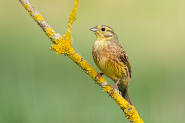 yellowhammer (Emberiza citrinella) on the branch amazing warm light sunset sundown