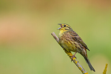 yellowhammer (Emberiza citrinella) on the branch amazing warm light sunset sundown