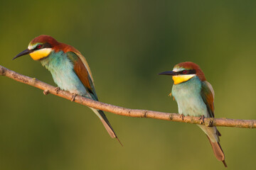 European Bee-Eater (Merops apiaster) perched on Branch near Breeding Colony. Wildlife scene of Nature in Northern Poland - Europe