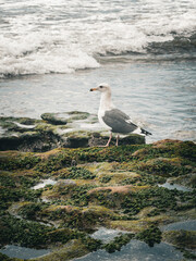 seagull on the rocks