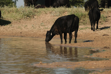 Black angus beef cow getting drink from ranch pond water for hydration during summer on farm for...