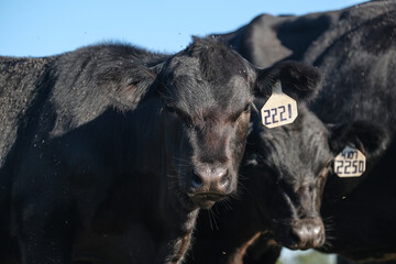 Judgmental and curious black angus calves on beef farm closeup. - obrazy, fototapety, plakaty