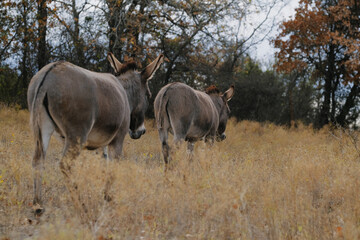 Naklejka na ściany i meble Pair of mini donkeys walking through Texas farm field during winter.