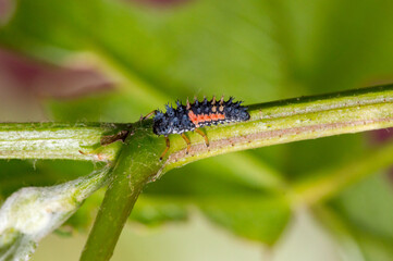 Macro photo of harlequin larvae. Asian lady beetle larva.