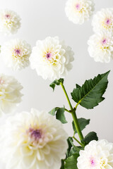 Beautiful autumn spherical dahlias flowers with leaves close up on a white background