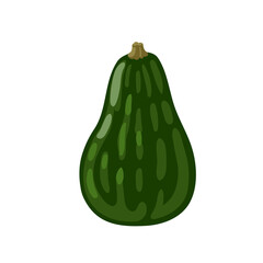 Decorative green squash isolated on white background. Pumpkin, gourd vegetable. Hand drawn cartoon vector illustration.