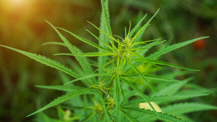 Background green and copy space of Young shoots and young leaves Marijuana tree.