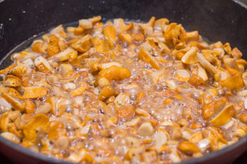 Cooking Chanterelle mushrooms (Cantharellus cibarius),