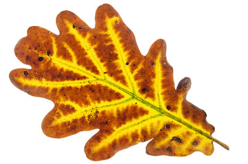 Eichenblatt im Herbst