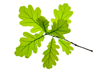 Blätter am Zweig einer Eiche