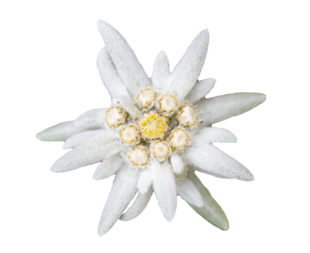 Edelweiß Blüte
