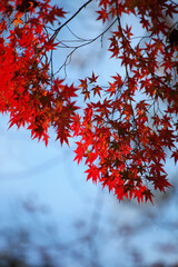 日本楓の紅葉