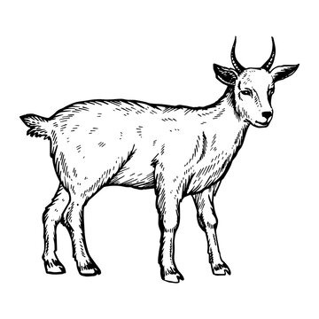 recommend clip art: Goat farm animal engraving PNG illustration with transparent background
