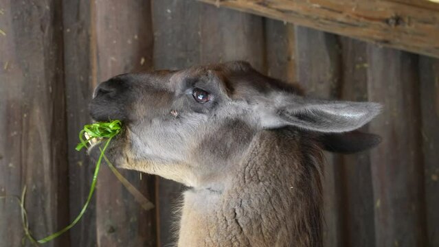 Close shot of a lama chewing grass