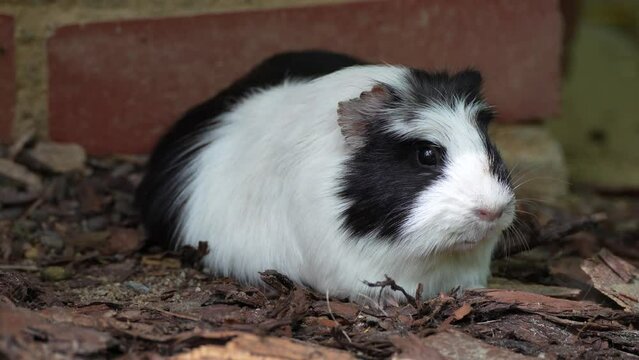 Close shot of a guinea pig
