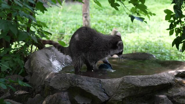 Raccoon playing with a ball in a zoo