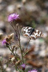 Beautiful fragile marbled white butterfly on the knapweed flower