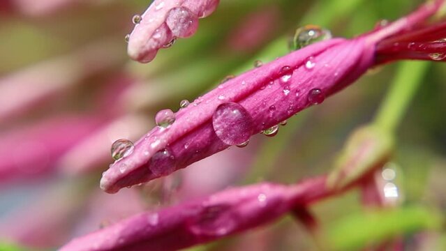 Beautiful water droplets on pink flowers, super macro