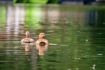 Two Ruddy Shelducks, or red duck, lat. Tadorna ferruginea, swimming on a lake.