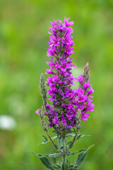 Obraz premium Summer Flowering Purple Loosestrife, Lythrum tomentosum on a green blured background.