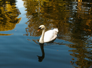 Graceful white swan , white swans floating on the water