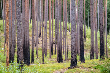 Fototapeta premium Burnt pine forest. Burnt trees. The forest recovered after the fire. Latvia Gauja National Park
