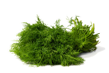 bunch of freshly cut and washed dill leaves