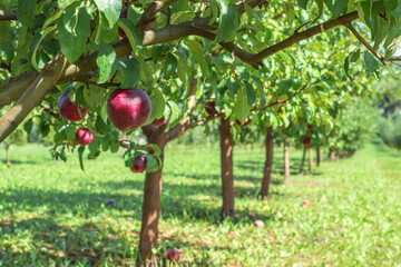 Close-up of a red apple on a tree in an apple orchard. Blurred background. Place for text. Horizontal crop
