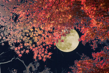 秋イメージ　紅葉と満月