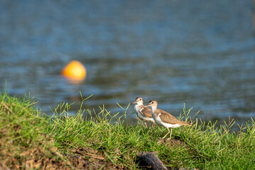 Wood Sandpiper pair out on evening hunt
