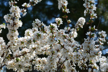 Nanking cherry (Prunus tomentosa) branches with lush white flowers. Spring in orchard.