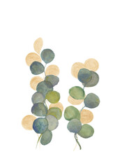 Watercolor eucalyptus branches with green and gold leaves. Hand drawn isolated illustrations. Ideal for invitation, wedding or poster