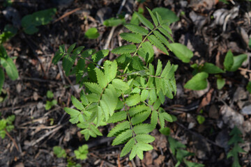 Top view on young rowan tree with green leaves in sunny day.