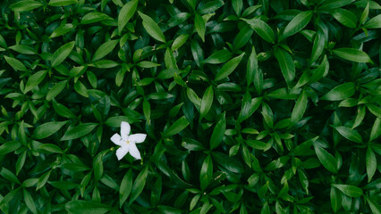 Green leaves texture pattern background full frame on natural low light. Low key photography style.