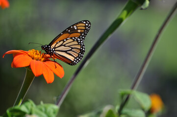 Monarch Butterfly 
