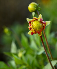 Beautiful close-up of a bud dahlia