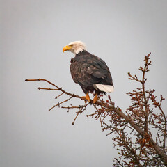 Bald Eagle Perched on Tree Branch at Lake Clark NP, Alaska